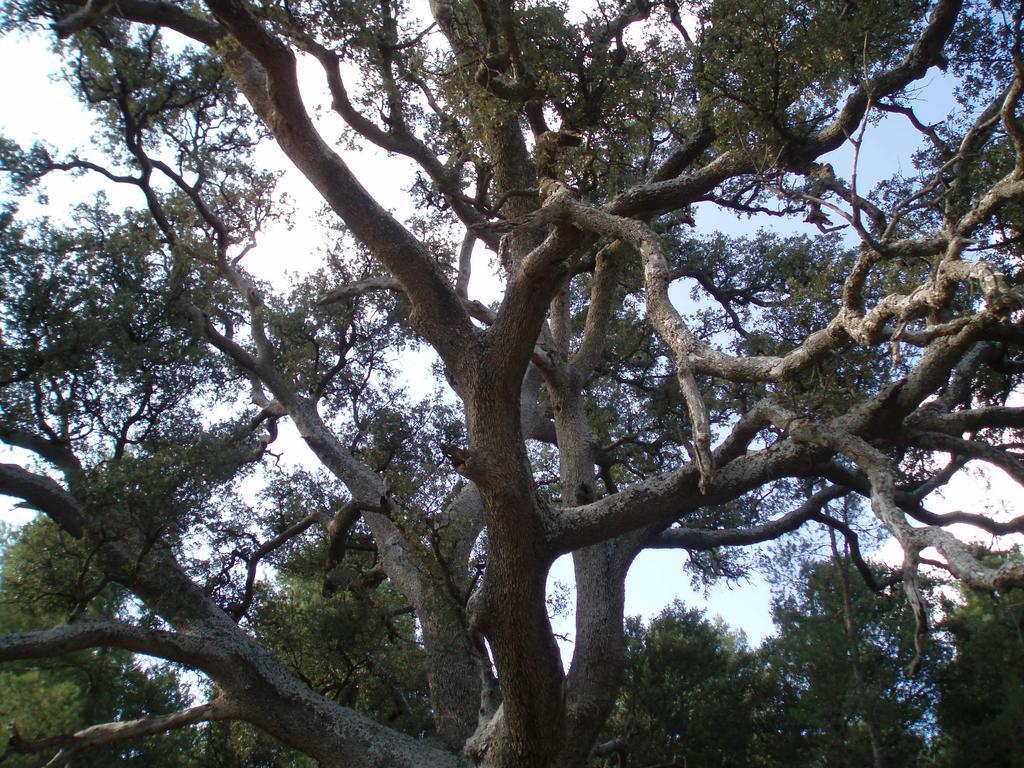Masia De La Serra De La Cogulla Penarroya De Tastavins Екстер'єр фото