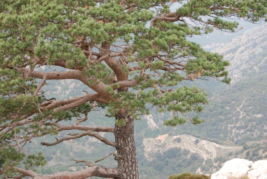 Masia De La Serra De La Cogulla Penarroya De Tastavins Екстер'єр фото